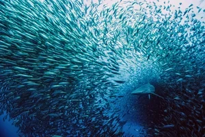 Premiär 24 oktober: Upplev Ocean Dreams i Wisdome