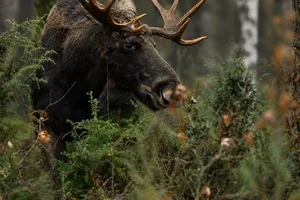 Äntligen går vi mot Oktober!