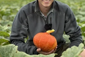 Halloweenlådan 🎃