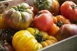 Heirloomtomatlådan är här! 🍅