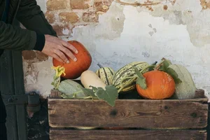 Nu är det pumpasäsong! 🎃