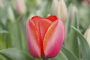 Börja drömma om vårens blomning 🌷