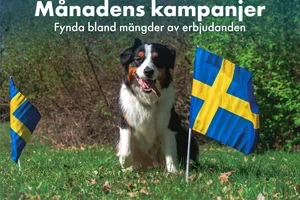 Junikampanjer – upp till 25% på dina favoriter 💙