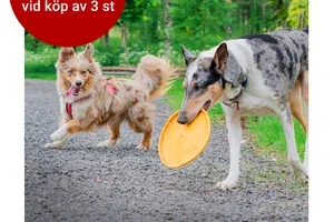 Dom bästa kampanjerna till hund och katt 💙