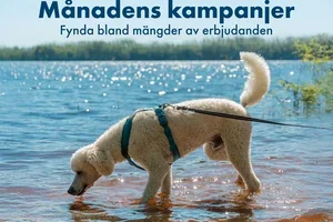 Sista chansen på kampanjerna! 💙