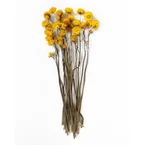 Helichrysum Gul