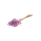 Hillflower Lila