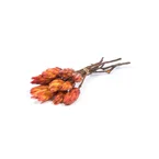Protea Orange Andrassortering