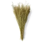 Torkad Lepidium