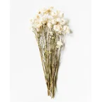 Helichrysum Vit
