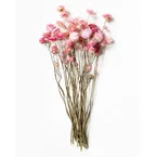 Helichrysum Rosa
