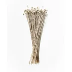Knappblomma